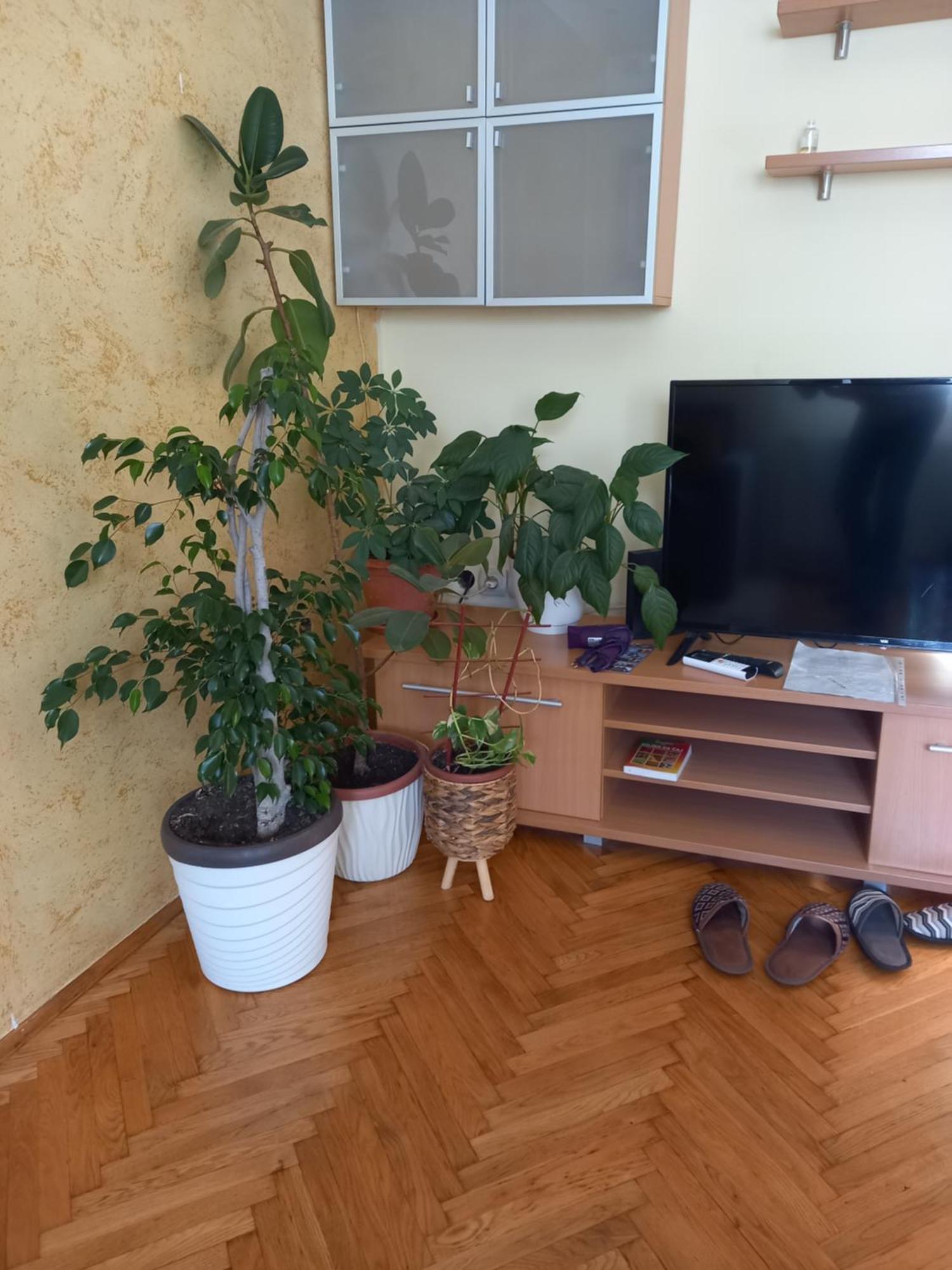 Leda Apartmani Смедерево Стая снимка